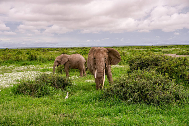 Elefanti nel Parco Nazionale di Amboseli in Kenya
 - Foto, immagini