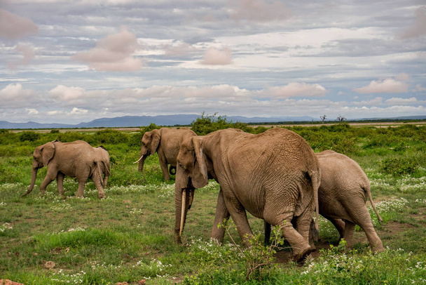 ケニアのアンボゼリ国立公園の象 - 写真・画像