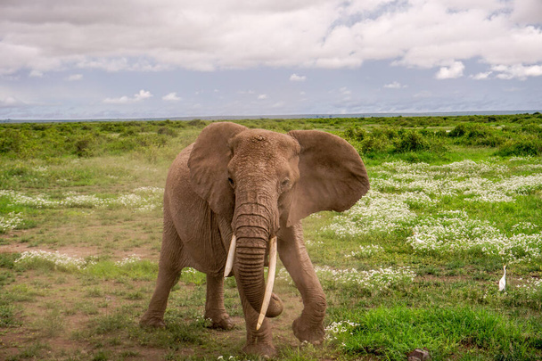 Слони в національному парку Амбоселі (Кенія). - Фото, зображення