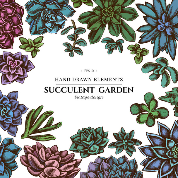 Floral design with colored succulent echeveria, succulent echeveria, succulent - ベクター画像