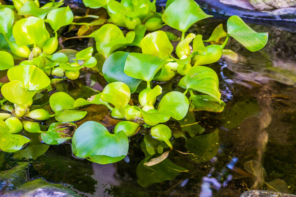 closeup of common water hyacinth plants in the water, popular tropical aquatic plant specie from america - Photo, Image