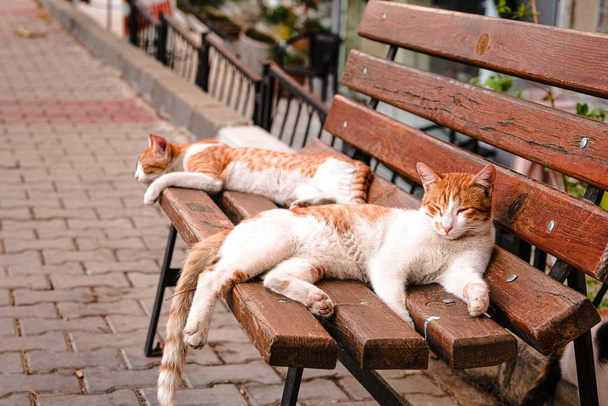 Rote und weiße süße Katzen. - Foto, Bild