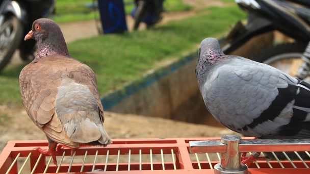 pigeons lors de bains de soleil sur leurs cages dans la journée chaude
 - Photo, image