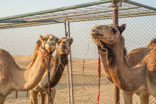 Van de Arabische woestijnkameel (Verenigde Arabische Emiraten)) - Foto, afbeelding