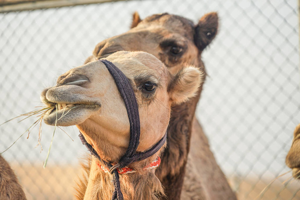 Del cammello del deserto arabo (Emirati Arabi Uniti
) - Foto, immagini