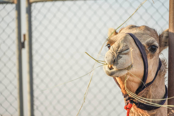 Az Arab sivatagi teve (Egyesült Arab Emírségek)) - Fotó, kép