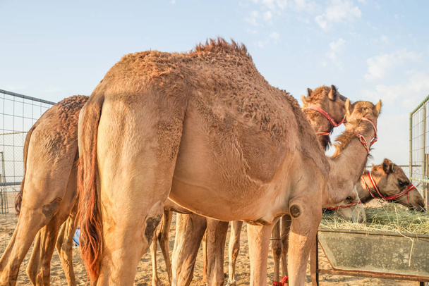 Арабский пустынный верблюд (Объединенные Арабские Эмираты)
) - Фото, изображение