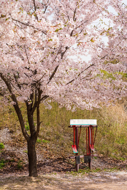 Старый винтажный красный тяжелый инструмент вешалки под вишневым деревом цветка
. - Фото, изображение