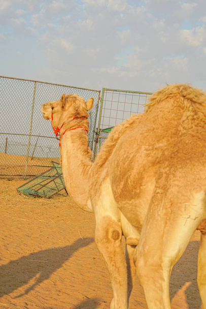 Arap çöl devesinden (Birleşik Arap Emirlikleri) - Fotoğraf, Görsel