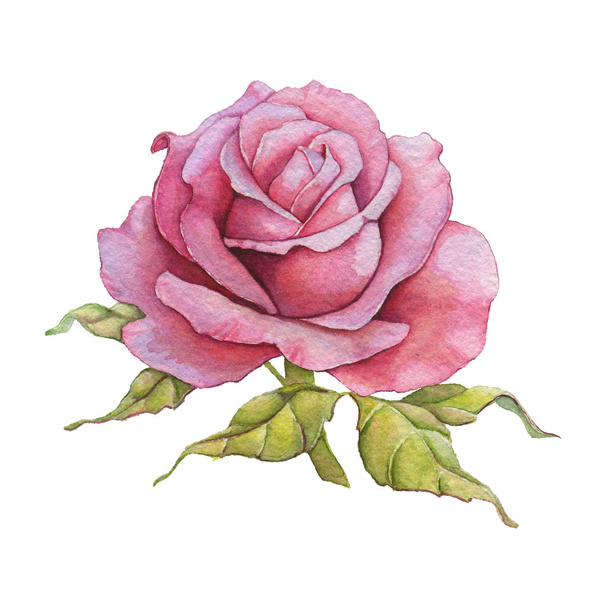 Watercolor rose - Valokuva, kuva