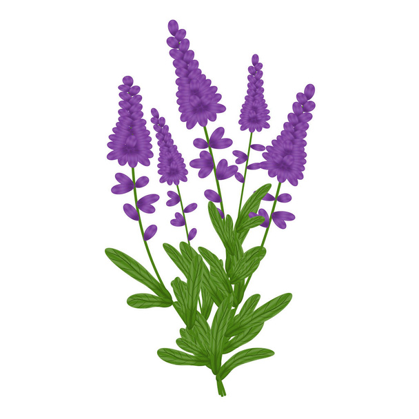 Trendy lavender, great design for any purposes. Color background. Graphic vector art. Colorful illustration. Lavender icon. Natural card design. Isolated illustration white background. - Vektor, Bild