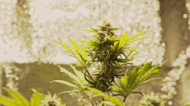 Orvosi marihuána növény közelről növekszik beltérben. Kannabiszbimbók betakarításra készen. A kender a gyógynövény fogalma.. - Felvétel, videó