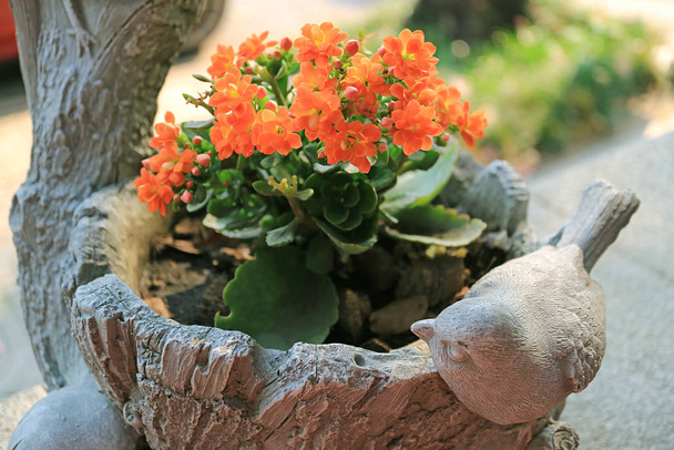 小鳥の彫刻が施されたプランターには、鮮やかなオレンジ色の炎のような多肉植物の花があります。 - 写真・画像