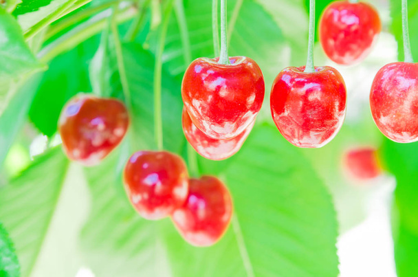 浅いDofフォーカス赤と熟したチェリーハング枝の新鮮なクラスタぼやけた背景 - 写真・画像