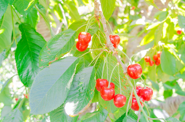 緑の葉を背景に木の枝に吊るされた甘い赤い桜の光沢のある群生 - 写真・画像