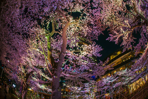 Fiori di ciliegio di Tokio Midtown Parco di Hinokicho
 - Foto, immagini