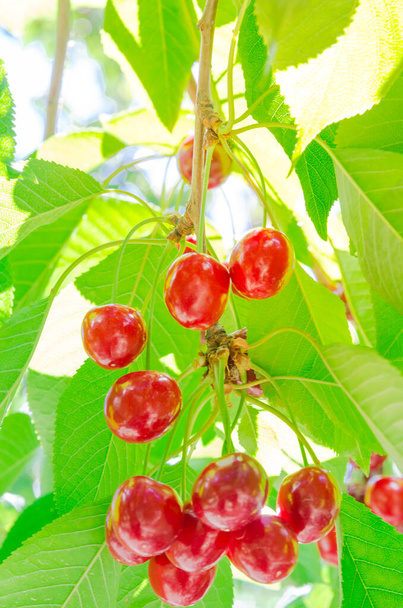 Kiiltävä rykelmä makea punainen kirsikka roikkuu puun oksat vastaan vihreät lehdet tausta
 - Valokuva, kuva