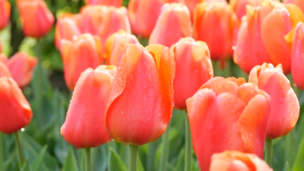Красивые большие розовые цветущие тюльпаны с капельками росы на лепестках в весеннем саду
 - Кадры, видео