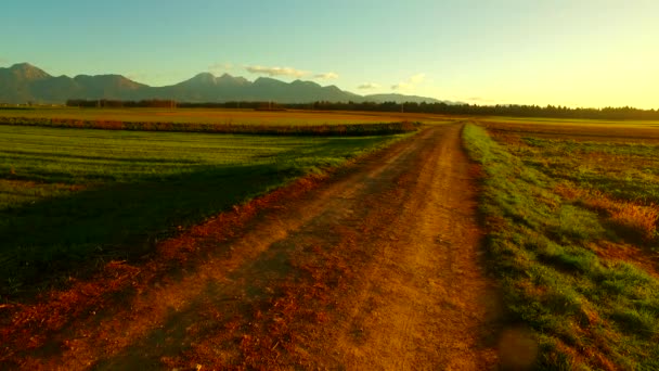 Morning fields of young, a few weeks ago planted barley. Autumn time. - Imágenes, Vídeo