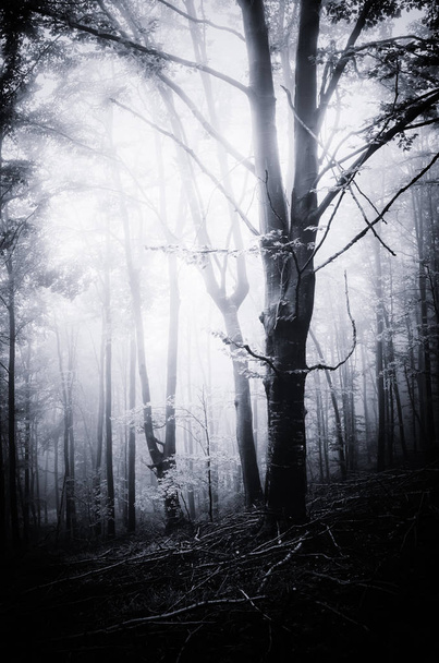 Arbre dans une mystérieuse forêt sombre
 - Photo, image