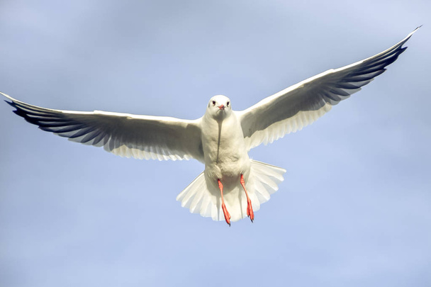 Flying bird - a single seagull with wings wide spread against pa - Photo, Image