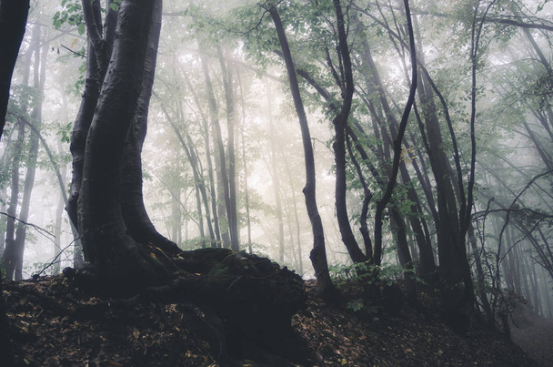 alte Bäume in geheimnisvollen dunklen Wäldern - Foto, Bild
