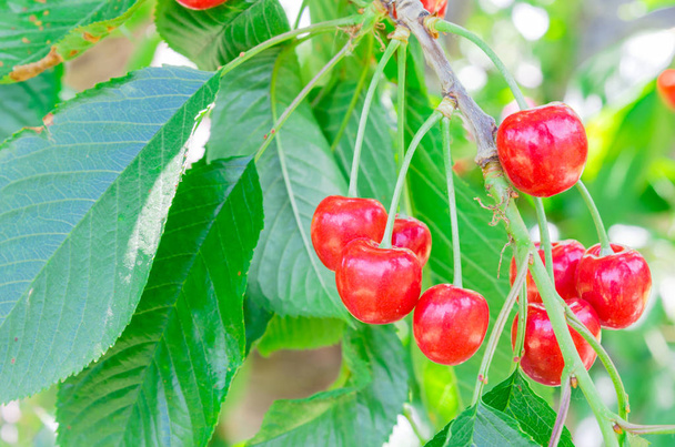 grappolo lucido di dolce ciliegia rossa appeso su rami d'albero contro sfondo foglie verdi
 - Foto, immagini