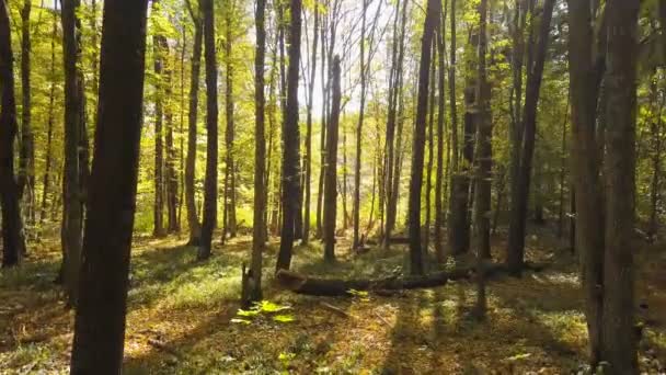 4 km. Erial. Sonbaharda, güneşli, sarı ormanda yavaş uçmak. Güneş ışığı, düşen yapraklar. manzara - Video, Çekim