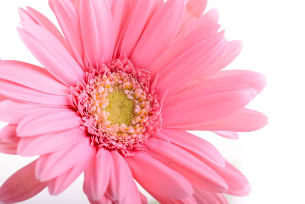 ροζ ζέρμπερα ανθίζει την άνοιξη, όμορφο ενιαίο λουλούδι isolatde σε λευκό φόντο - Φωτογραφία, εικόνα
