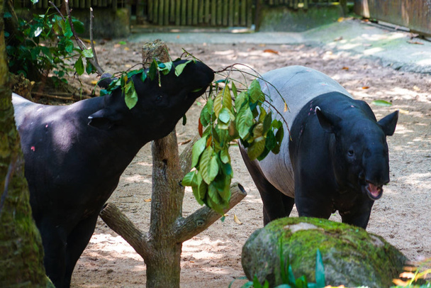 Of wild tapir eat grass image - Photo, Image