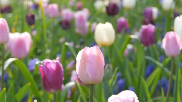 Krásné kvetoucí měkké růžové a fialové tulipány v jarní zahradě - Záběry, video