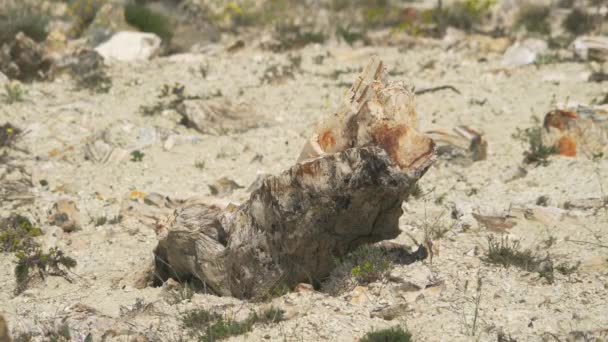 İçinde ağaç gövdelerinin fosilleştiği taşlaşmış orman. Silize edilmiş gövde yaşam pozisyonunda korunuyor. Algal stromatolit kökler üzerine gözlemlenen fosil jeolojik miras tarih öncesi escalante eyalet parkı Utah purbeck dorset curio bay - Video, Çekim