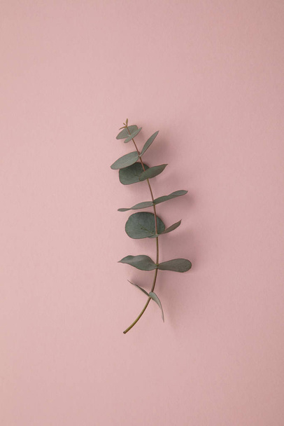 Branches of eucalyptus leaves on a marble background. Lay flat - Foto, imagen