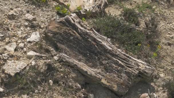 Zkamenělý les, ve kterém kmeny stromů zkameněly. Silikovaný kmen byl zachován v životní pozici. Algal stromatolite pozorovány na pařezy větev fosilní geologické dědictví prehistorické bole escalante State Park utah purbeck dorset curio bay - Záběry, video