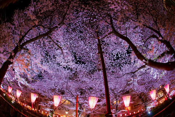 Flores de cerejeira em plena floração do rio Meguro
 - Foto, Imagem