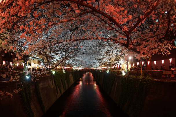 Flores de cerezo en plena floración del río Meguro
 - Foto, imagen