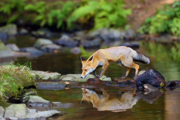 Giovane volpe rossa (Vulpes vulpes) si intrufola vicino all'acqua dopo la preda nella foresta. La volpe si riflette sulla superficie di un torrente forestale. - Foto, immagini