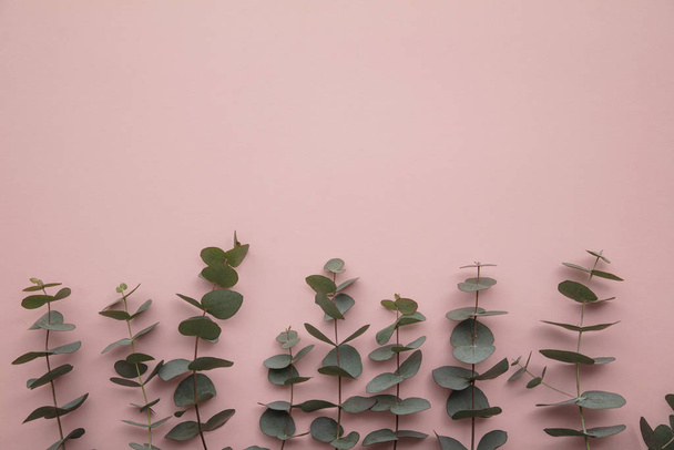 Border of eucalyptus leaves on a pastel pink background. Lay flat - Foto, Imagen