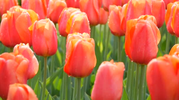 Mooie grote roze bloeiende tulpen met dauwdruppels op bloemblaadjes in de voorjaarstuin - Video