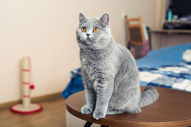 Νεαρή γάτα σε ένα άνετο σπίτι, πορτρέτο μιας γάτας σε ουδέτερο εσωτερικό φόντο - Φωτογραφία, εικόνα