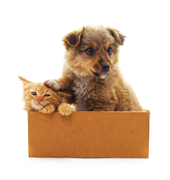 Kitten en pup in een doos. - Foto, afbeelding