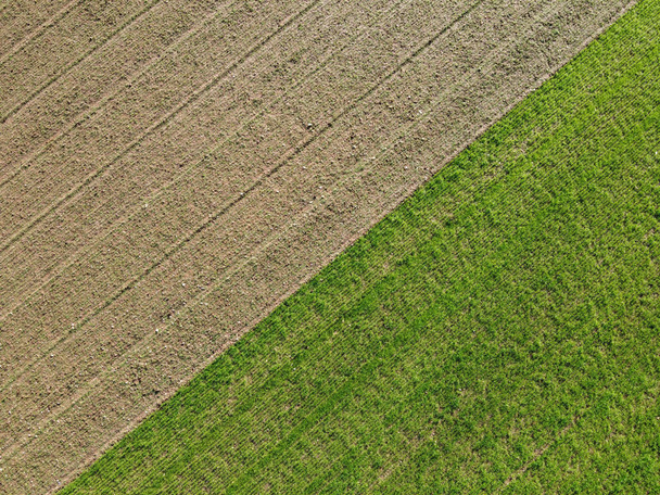 Aerial top view of agricultural plantations - Foto, Imagen