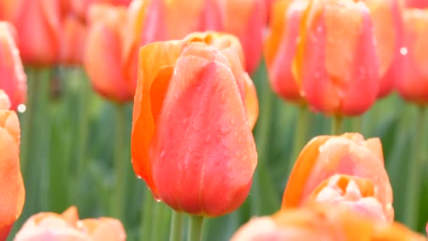 Hermosos tulipanes grandes de color rosa con gotas de rocío en pétalos en el jardín de primavera
 - Metraje, vídeo