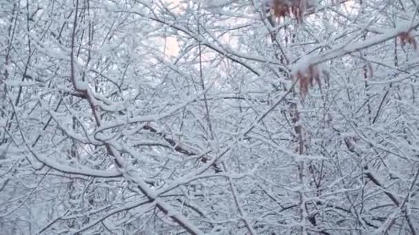 Karların altındaki ağaçların sabit görüntüsü. - Video, Çekim