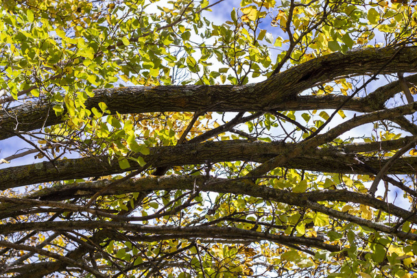 beautiful autumn tree branches - Foto, Imagen