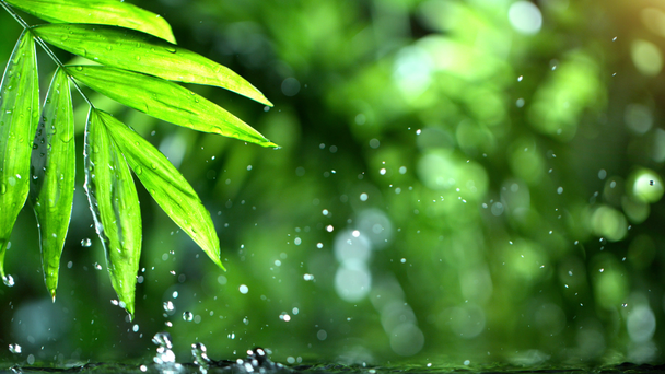 Super powolny ruch opadania wody z liści palmowych, spa i koncepcji wellness. Nagrywane na bardzo szybkim aparacie kinowym, 1000 fps. - Materiał filmowy, wideo