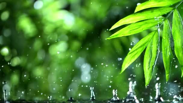 Super zpomalení kapání vody s palmovým listem, lázeňskou a wellness koncepcí. Natočeno na vysokorychlostní kameře, 1000 snímků za sekundu. - Záběry, video