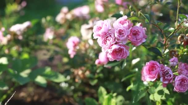 Rózsabokor a szélben. Rózsaszín bokor a szélben egy napos, nyári napon.Gyönyörű rózsaszín rózsák nőnek a kertben, park.csipkebogyó virág lengő erős szél. - Felvétel, videó