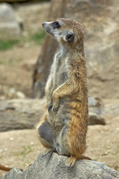 wild suricatta, meerkat animal  - 写真・画像