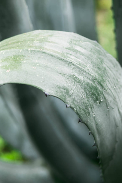Зелене листя агави з колючим фоном. Зелений тертий агав крупним планом
 - Фото, зображення